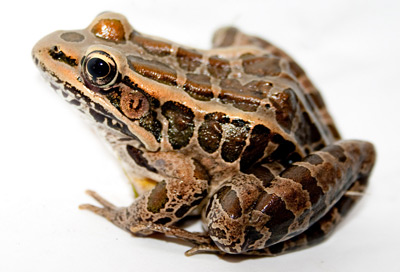 Pickeral Frog