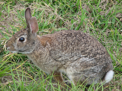 New England Cottontail