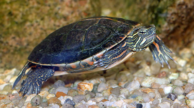 new-england-turtle