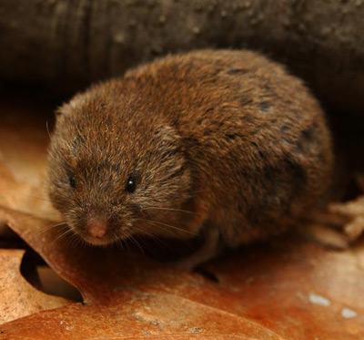 Woodland vole