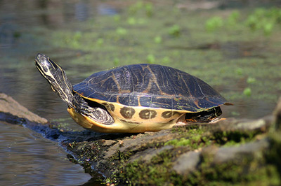 A sunning painted turtle.