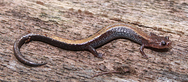 Northern Redback Salamander