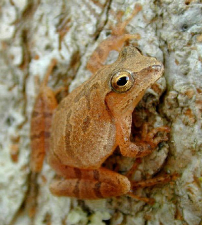 Spring Peeper